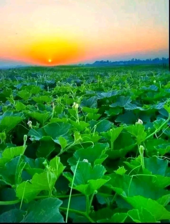 Bottle Gourd Field