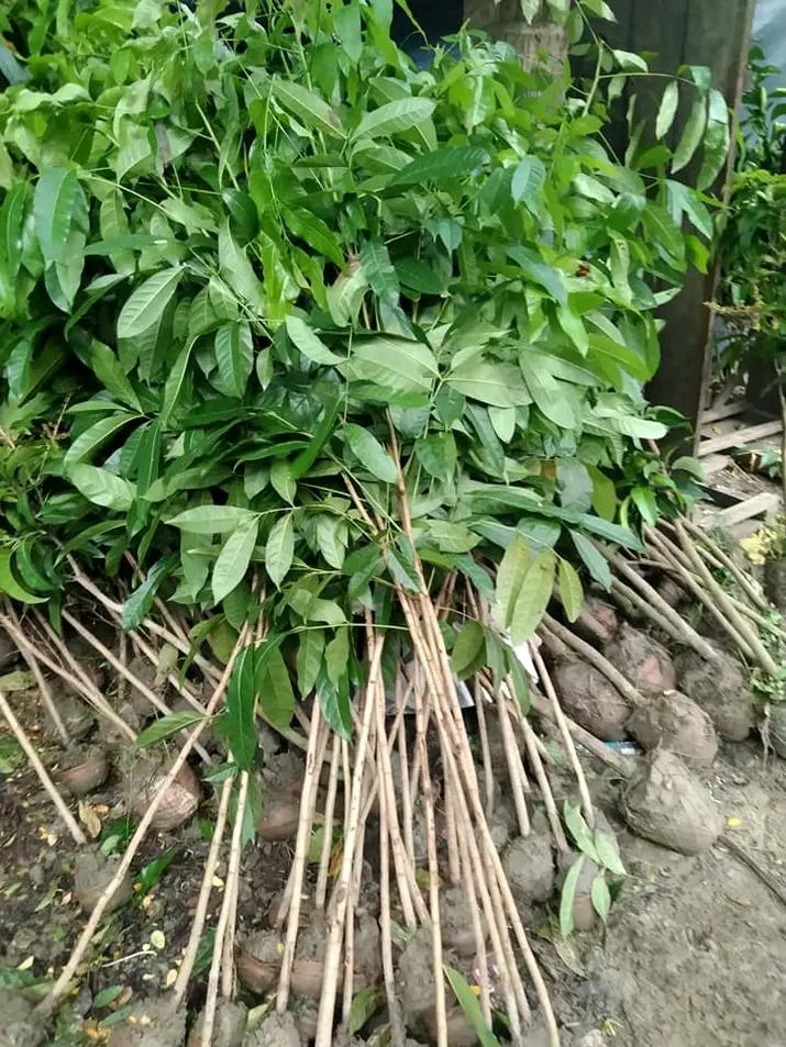 Swietenia Mahagoni Mahogany Tree Seeds – 100 Rare Hardwood Bonsai Seeds