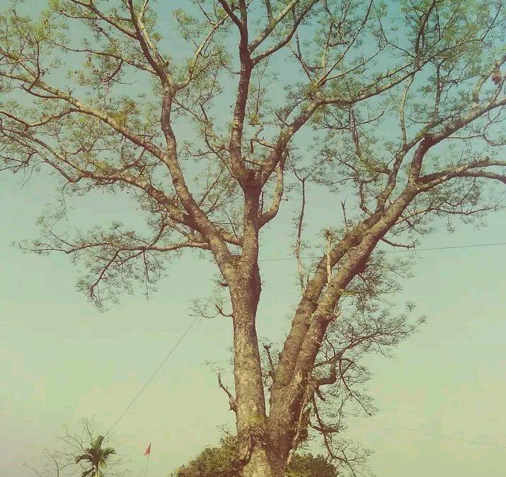 Mahogany tree | Swietenia mahagoni
