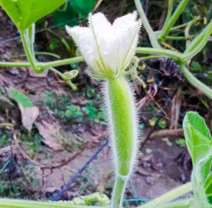 The Flowers of the Bottle Gourd