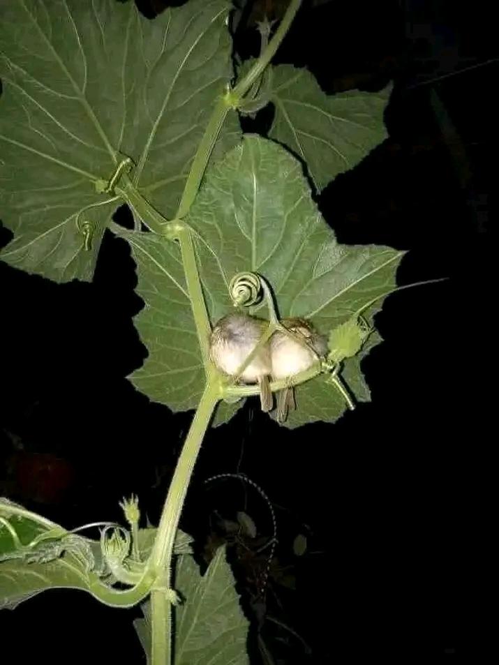 The leaves of the Bottle Gourd.