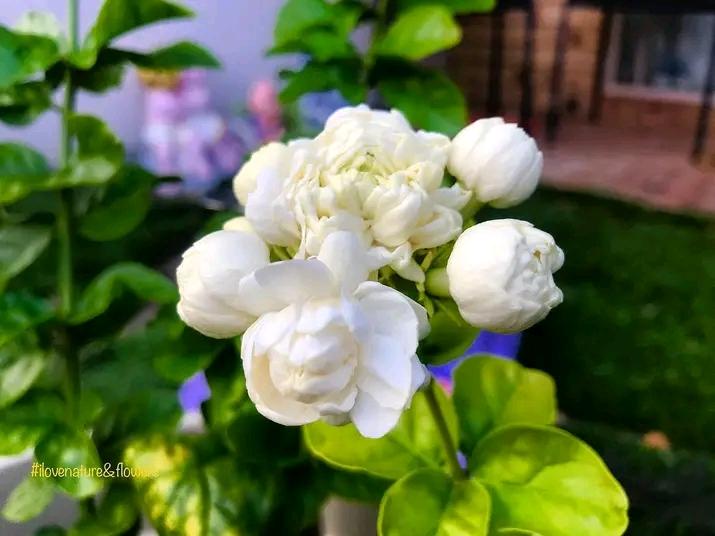 Cape jasmine