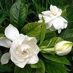 Gardenia jasminoides | Cape jasmine