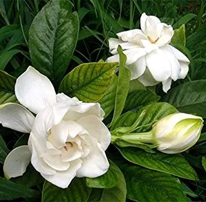 Gardenia jasminoides | Cape jasmine