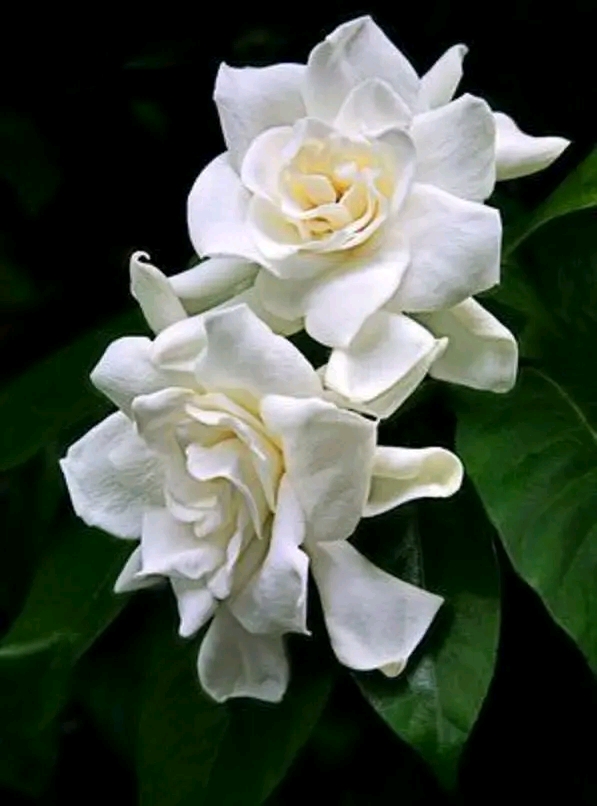 Gardenia jasminoides