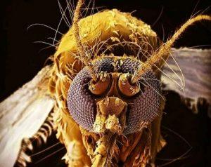 mosquito