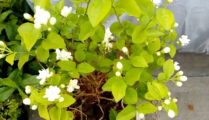 Jasmine Flower: A Fragrant Symphony of Beauty and Meaning