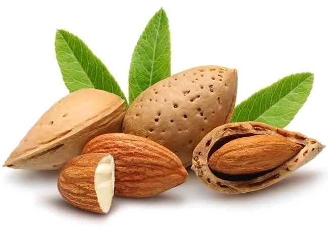 the Indian-almond or Terminalia catappa