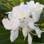 Hedychium coronarium | White ginger lily | Garland flower
