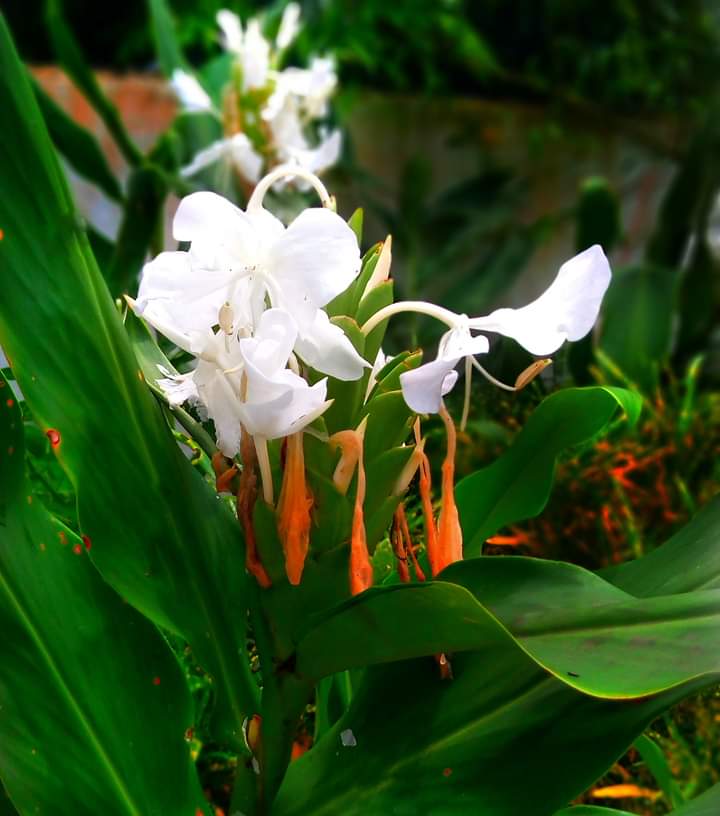 Hedychium coronarium, commonly called garland flower or white ginger lily