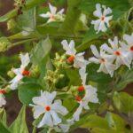 Coral jasmine, The Night Queen or Shiuli flower.