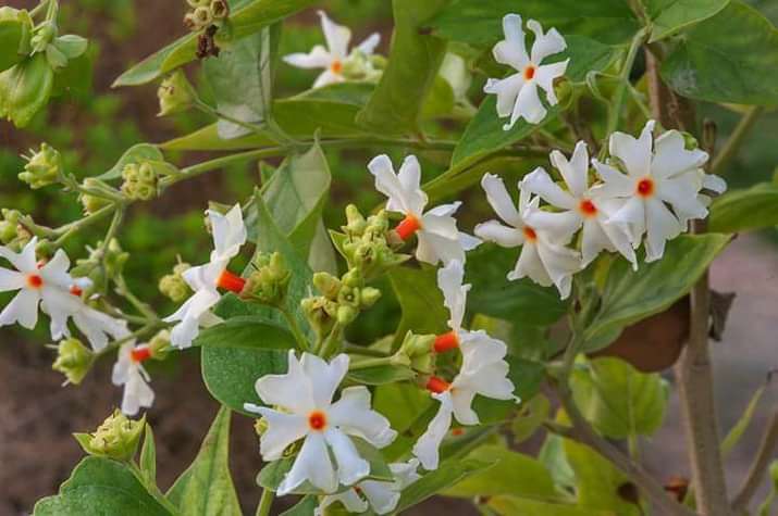 Coral jasmine, The Night Queen or Shiuli flower.