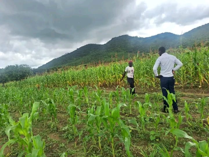 Through their micro fund they support women and their families with boosting their growing of Maize for them to harvest and use for consumption and selling as a source of income to reduce poverty levels in their homes and families