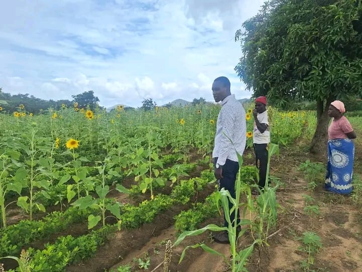Through their micro fund they empower women and their families to boost their farming of sunflower which they harvest later on and produce cooking oil for consumption and selling as an income
