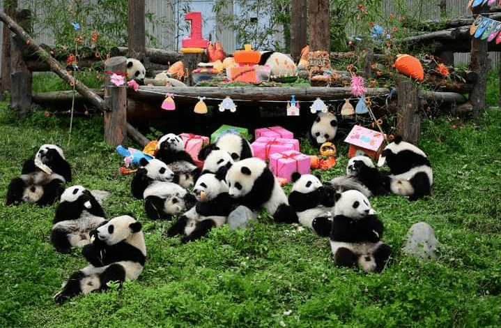 The gaint panda of Sichuan area