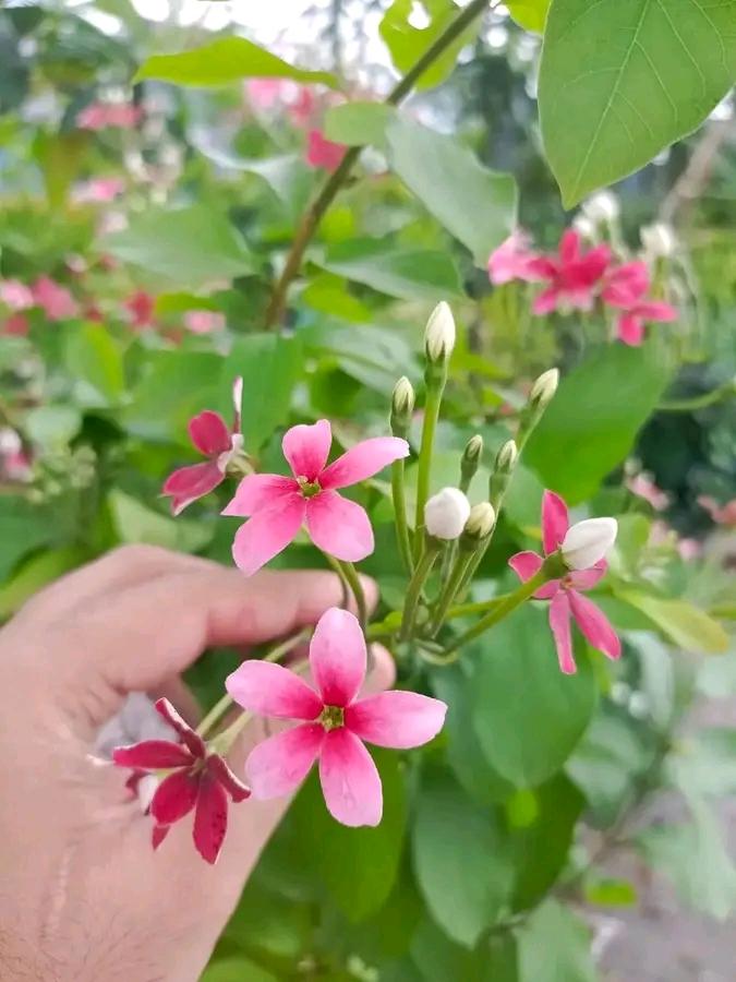 Chinese honeysuckle