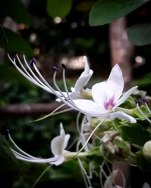 Clerodendrum infortunatum