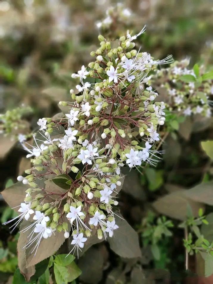 Clerodendrum viscosum