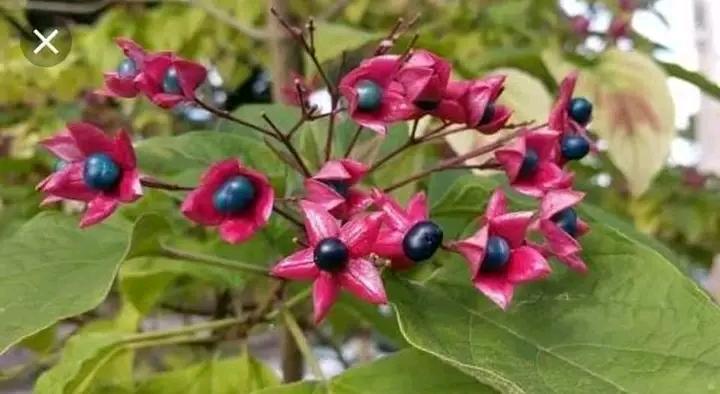 Fruits of Hill Glory Bower