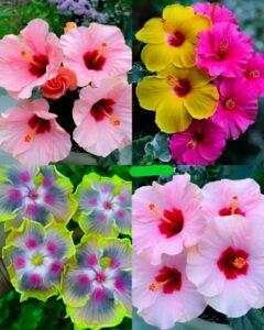 Hibiscus rosa-sinensis