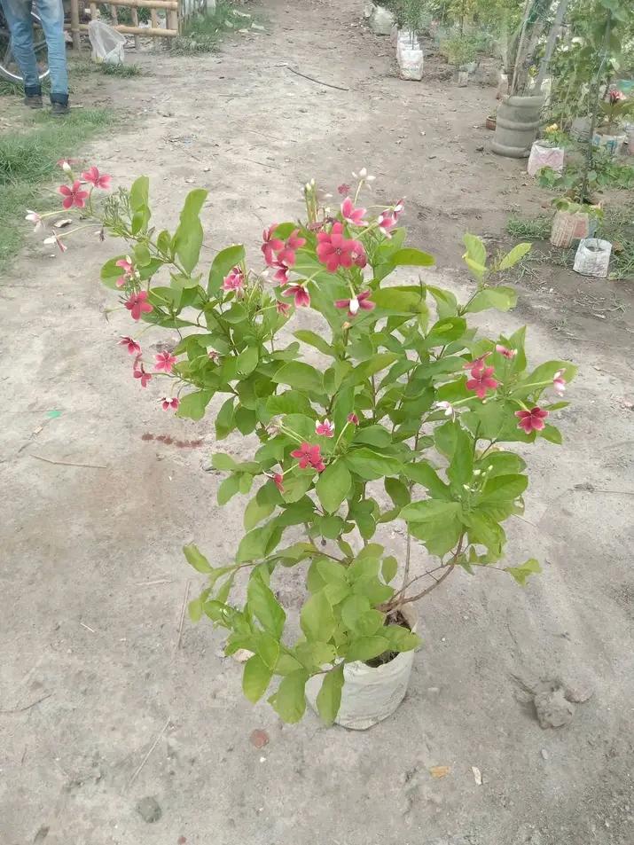 Red Jasmine