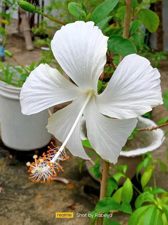 japa flower