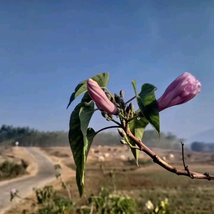 Flower and Leaves of Ipomoea carnea in Harsh Environments.