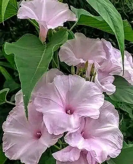 Ipomoea carnea: Price, Benefits, Care, Image and Propagation