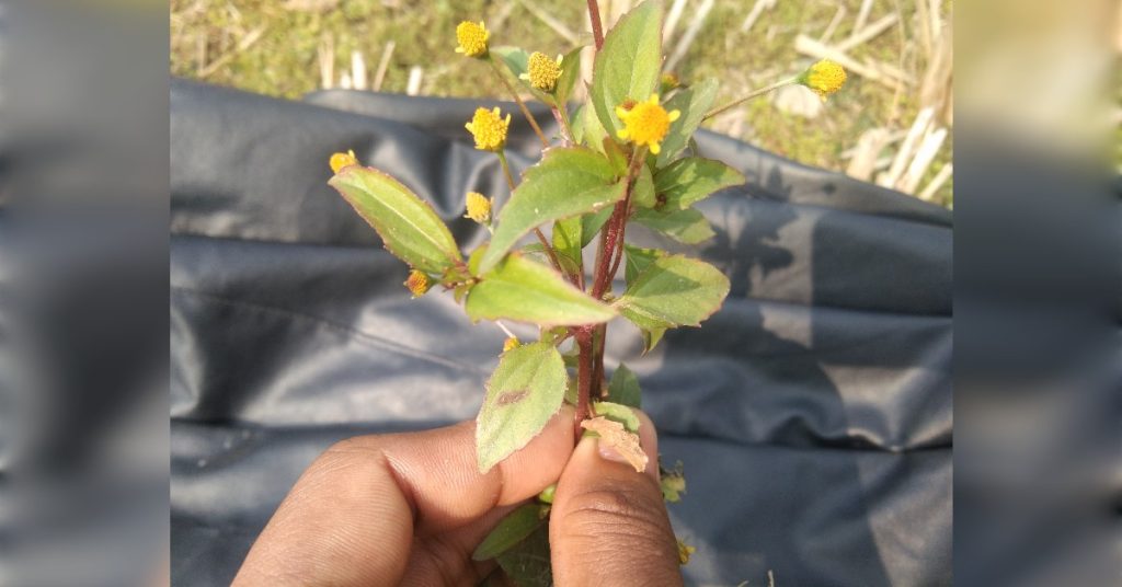 Acmella oppositifolia