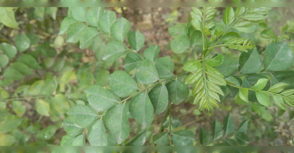Curry Tree plant