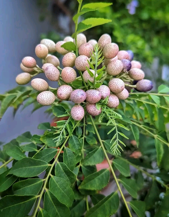 Fruit of the Murraya Koenigii
