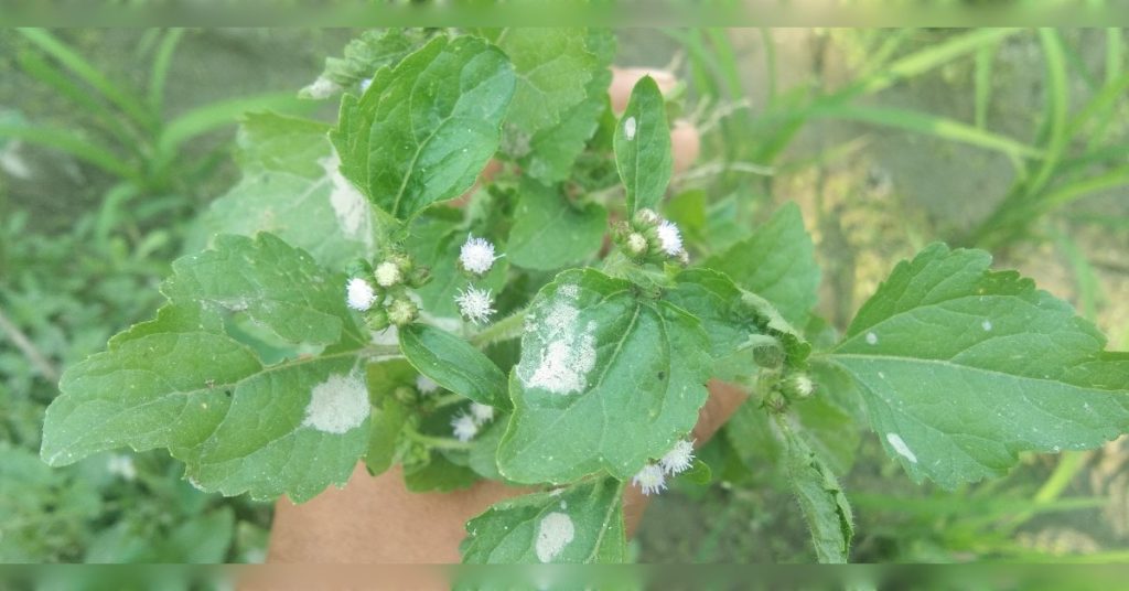 Ageratum conyzoides