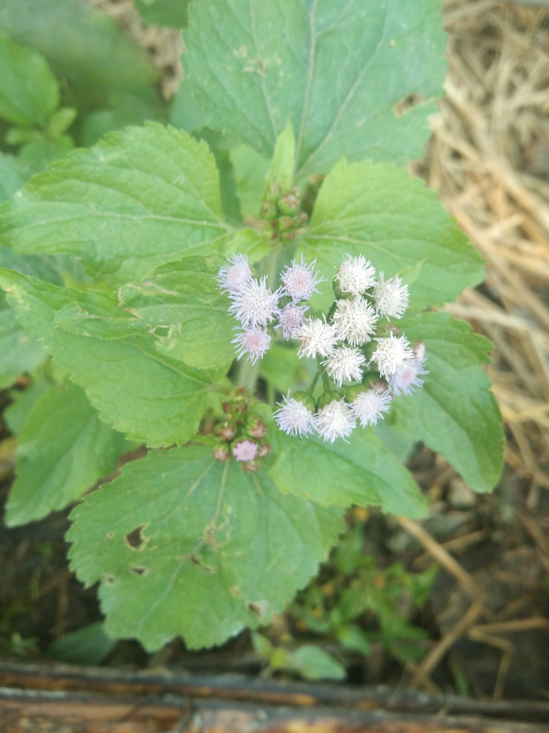 Ageratum conyzoides plant with flower