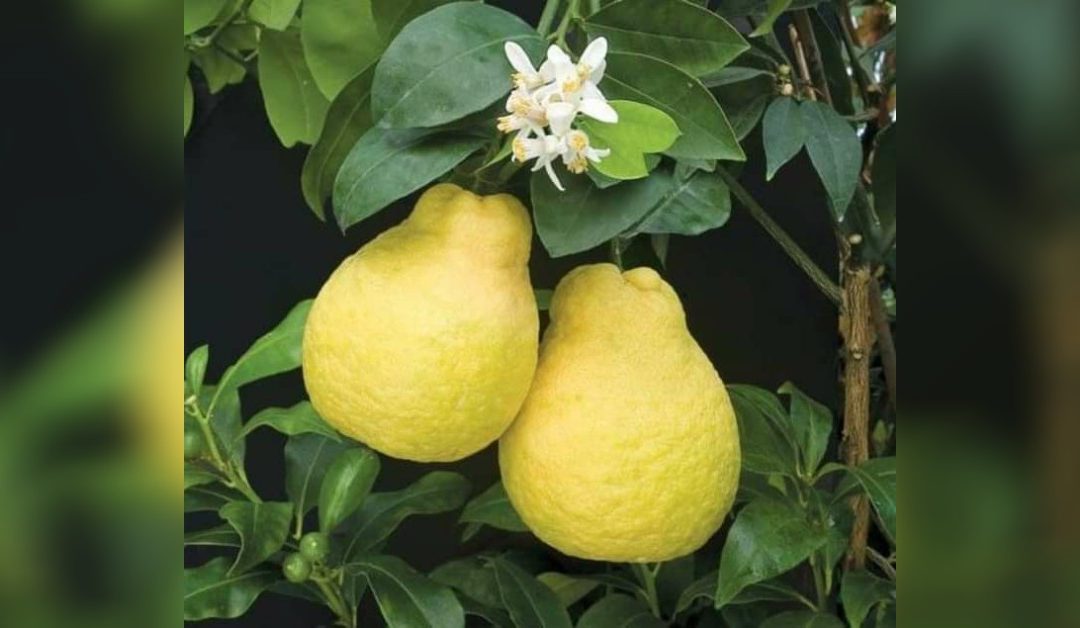 Learn about Citrus Maxima: The real zest of nature’s bounty