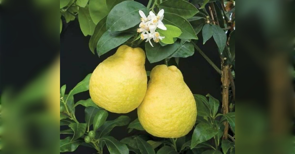 Citrus Maxima