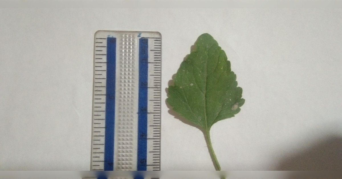 Leaf Photo of the Ageratum conyzoides