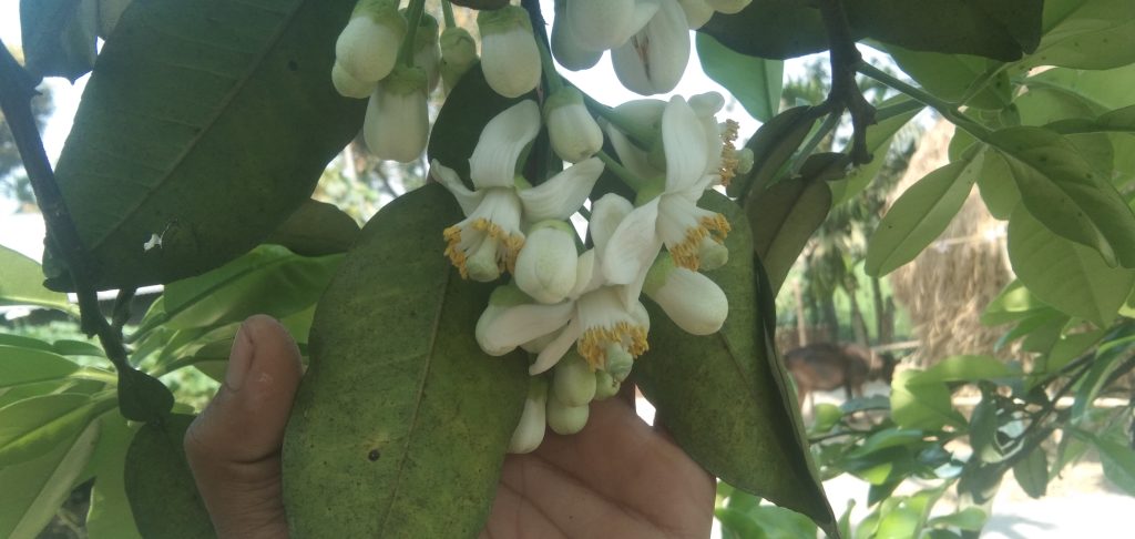Real photo of the Citrus Maxima flower