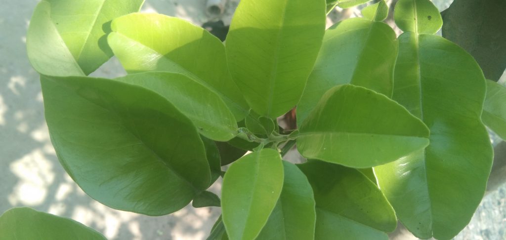 leaves of the Citrus Maxima plant