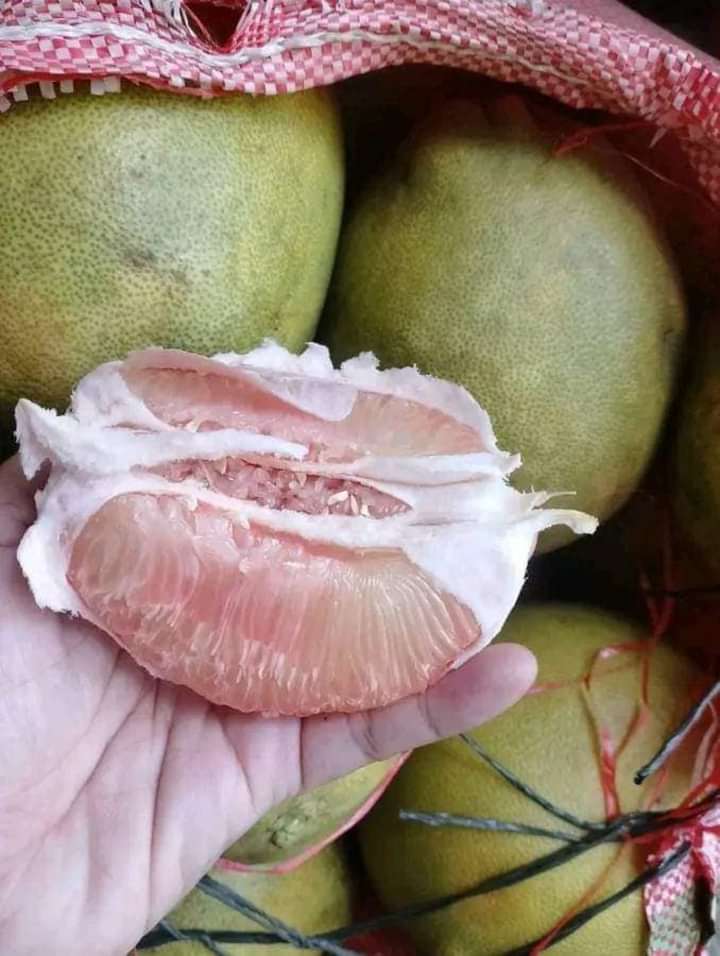 Plant of the pomelo