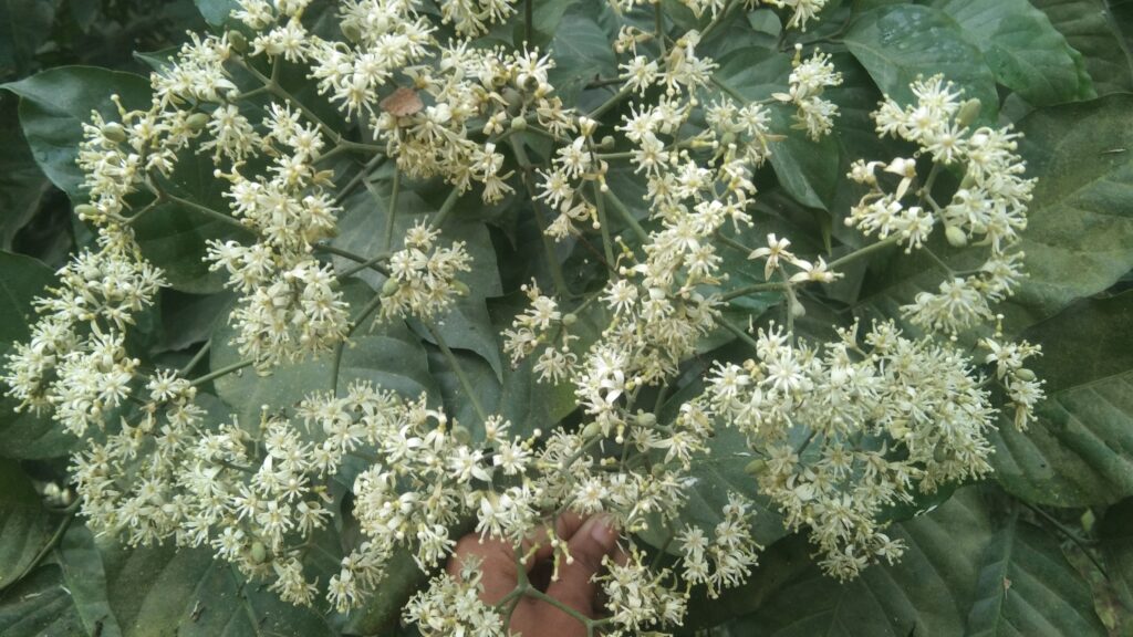 Micromelum integerrimum