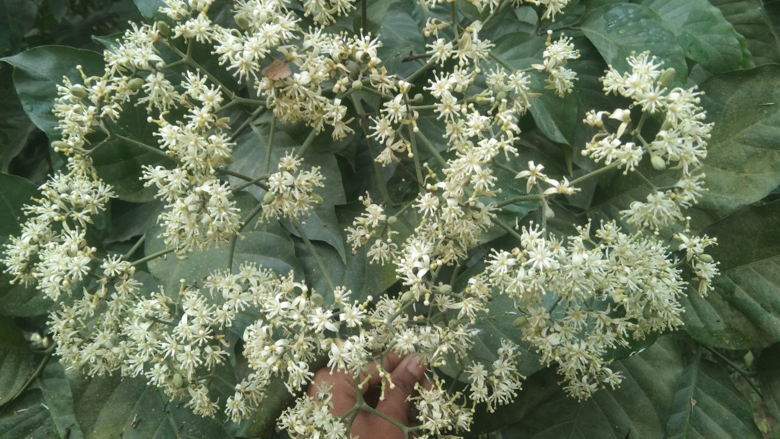 Micromelum integerrimum