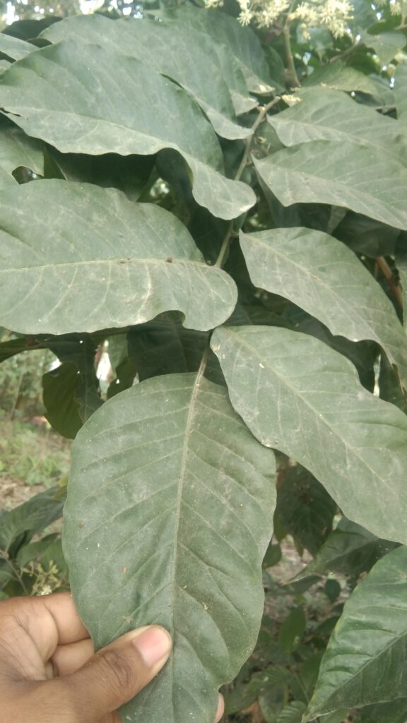 leaves of the Micromelum integerrimum plant