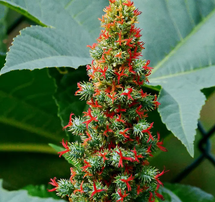 Ricinus communis: Plant Overview, Oil, Benefits and Habitat