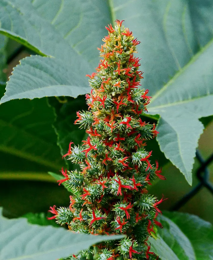 Close look of the Ricinus communis Plant