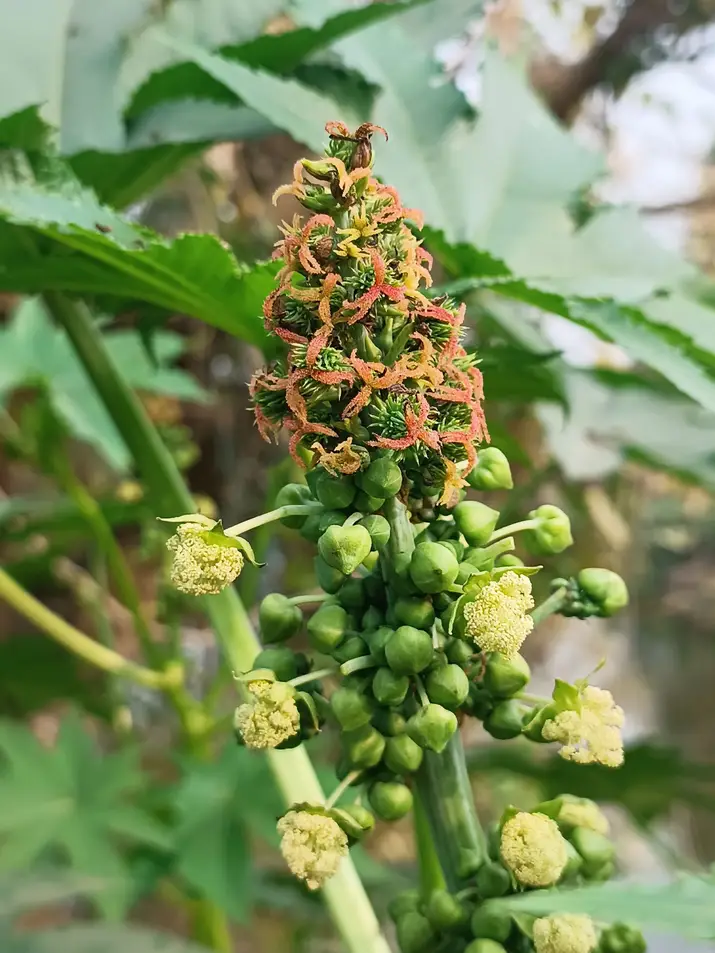 Green Ricinus communis Plant