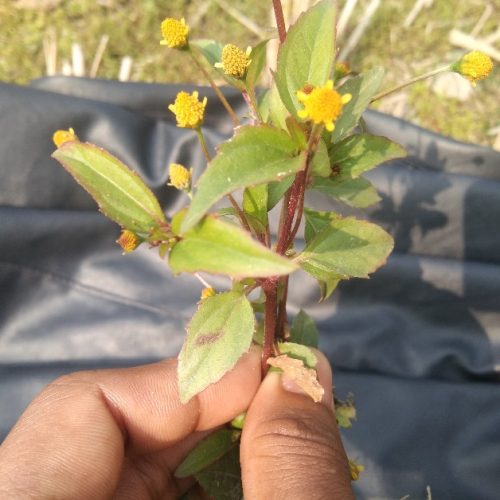 Acmella oppositifolia