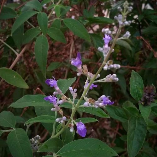 Nishinda flower cultivation in a tub