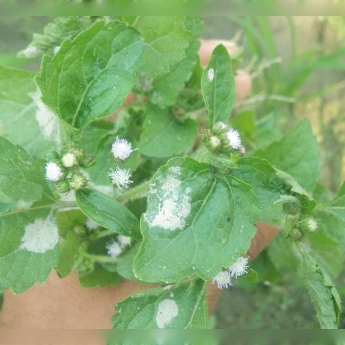 Ageratum conyzoides