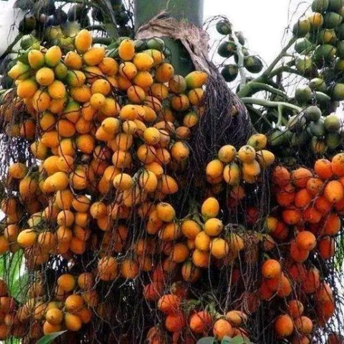 Areca nut
