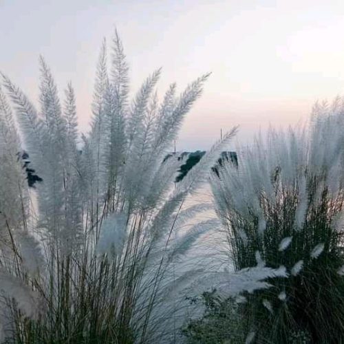 Kashful flower photo on the Autumn Season